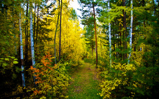 Autumn forest path yellow flowers - a few bush free wallpaper