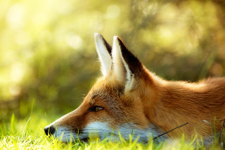 Fox laying grass eyes closed - a fox free wallpaper