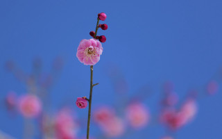 Pink flower blue sky macro 3 - thin free wallpaper for desktop