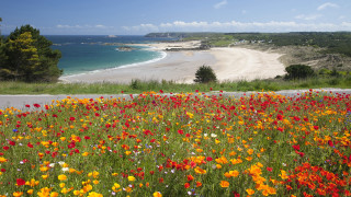 Flower field beach horizon autumn - colour free wallpaper
