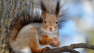 Squirrel eating nut woodland shock - a nut free wallpaper