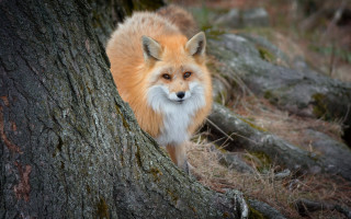 Red fox tree trunk forest 2 - a red fox free wallpaper