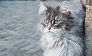 Cat green eyes wall rococo - bourgeoi free wallpaper