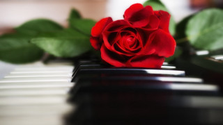 Red rose piano leaves green - a single red rose free wallpaper