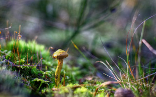 Yellow mushroom moss green plants - ground free wallpaper for desktop