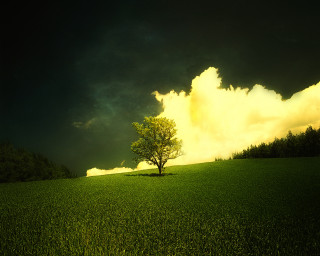 Lone tree field sunset sunbeam - a dark cloud free wallpaper