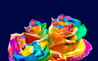 Rainbow rose water droplets blue - petal free wallpaper