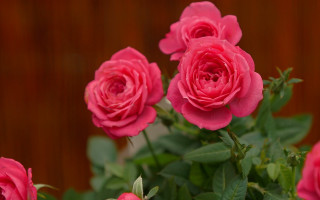 Pink roses vase table background - pink rose free wallpaper