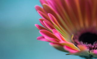 Pink flower blue background macro - cindy wright free wallpaper for desktop