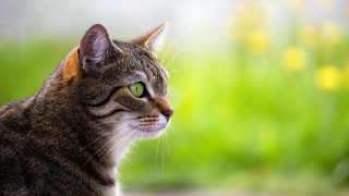 Green eyes cat blurry background - a blurry background of grass free wallpaper