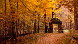 Autumn forest path structure leaves - andy goldsworthy free wallpaper
