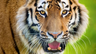 Tiger open mouth teeth sharp - tooth wide free wallpaper