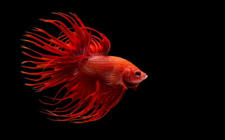 Red fish long tail photorealism - the image free wallpaper