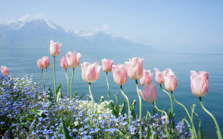 Pink flower scene mountains water - water free wallpaper for desktop