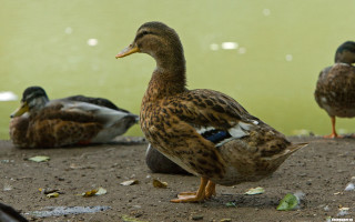 Ducks dirt water leaves impressionist - brenda chamberlain free wallpaper