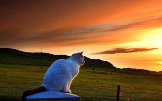 Cat sunset horizon mountains grass - a cat free wallpaper for desktop