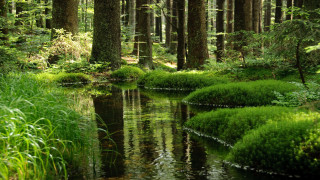 Lush forest stream nature tokyo - ground next free wallpaper