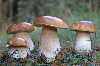 Mushrooms grass field forest nature - a group of mushrooms free wallpaper