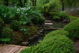 Wooden walkway pond lush green - free summer wallpaper