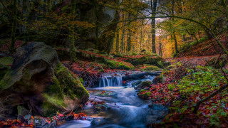 Forest river red leaves nature - red leaf free wallpaper
