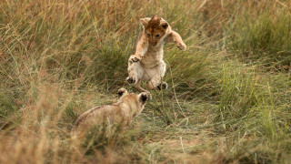 Small animals playing grassy field - the other free wallpaper