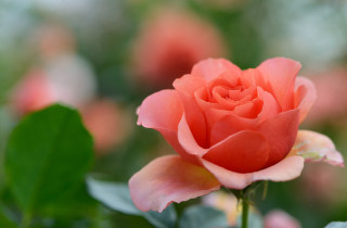 Pink rose green leaves bokeh 3 - a pink rose free wallpaper
