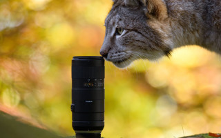 Cat sniffing camera roof fall - a camera len free wallpaper for desktop