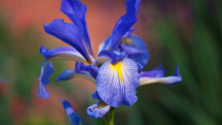 Blue flower yellow stamens garden - a garden free wallpaper