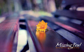 Yellow flower wooden bench missing - a wooden bench free wallpaper