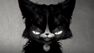 Black white cat glowing eyes - collar free wallpaper