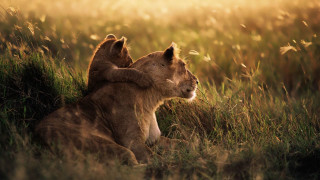 Lion lioness field grass sunshine - tall grass free wallpaper