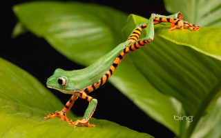 Green orange frog leaf plant - its leg free wallpaper
