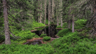 Small hut forest trees stream - forest free wallpaper
