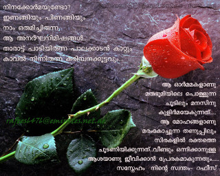 Red rose rain drops thai - rain free wallpaper