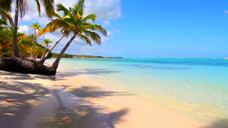 Beach palm trees clear water 11 - beach free wallpaper