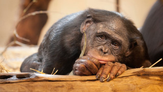 Chimpanzee log portrait animal photorealistic - a log free wallpaper