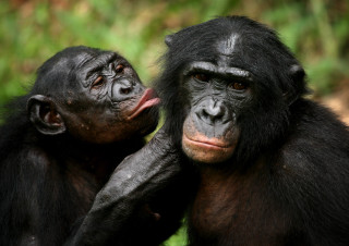 Chimpanzees licking ears wildlife photorealistic - alex petruk ape free wallpaper