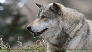 Wolf standing grass mouth open - tongue free wallpaper for desktop