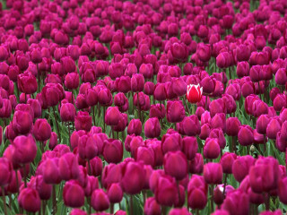 Pink tulips red flower field - pink tulip free wallpaper
