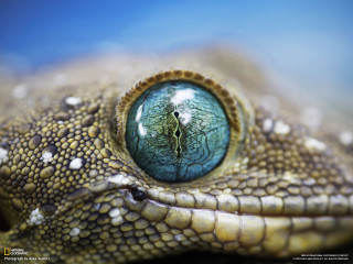 Lizard eye closeup blue background 2 - chris labrooy free wallpaper for desktop