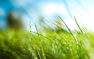 Grass field blue sky blurry - grass free wallpaper for desktop