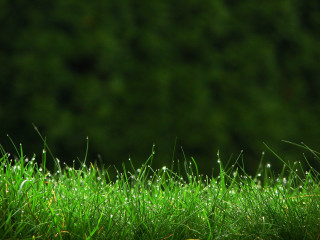 Dew grass macro nature forest - dew free wallpaper