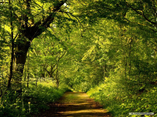 Dirt road forest nature sunlight - forest free wallpaper for desktop