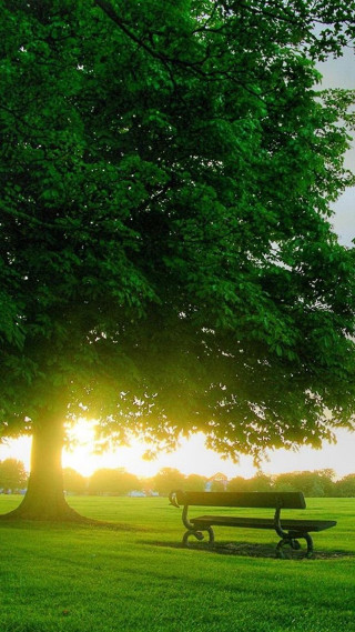 Park bench large tree sunset - grassy free wallpaper for mobile