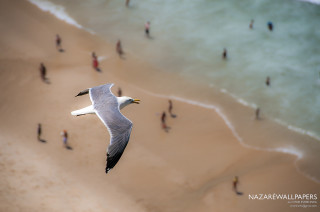 Bird flying beach people water - a sandy beach free wallpaper
