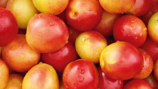 Apples water droplets yellow background - apple free wallpaper