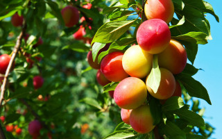 Fruit hanging branch blue sky - fall vibrancy free wallpaper