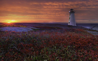 Lighthouse hill sunset flowers foreground - a lighthouse free wallpaper