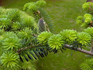 Pine tree branch cones green - a close up of a pine tree branch free wallpaper