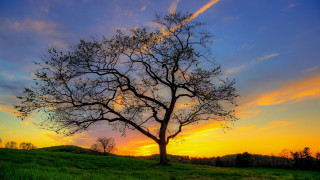 Tree field sunset clouds sky 11 - a tree in a field free wallpaper